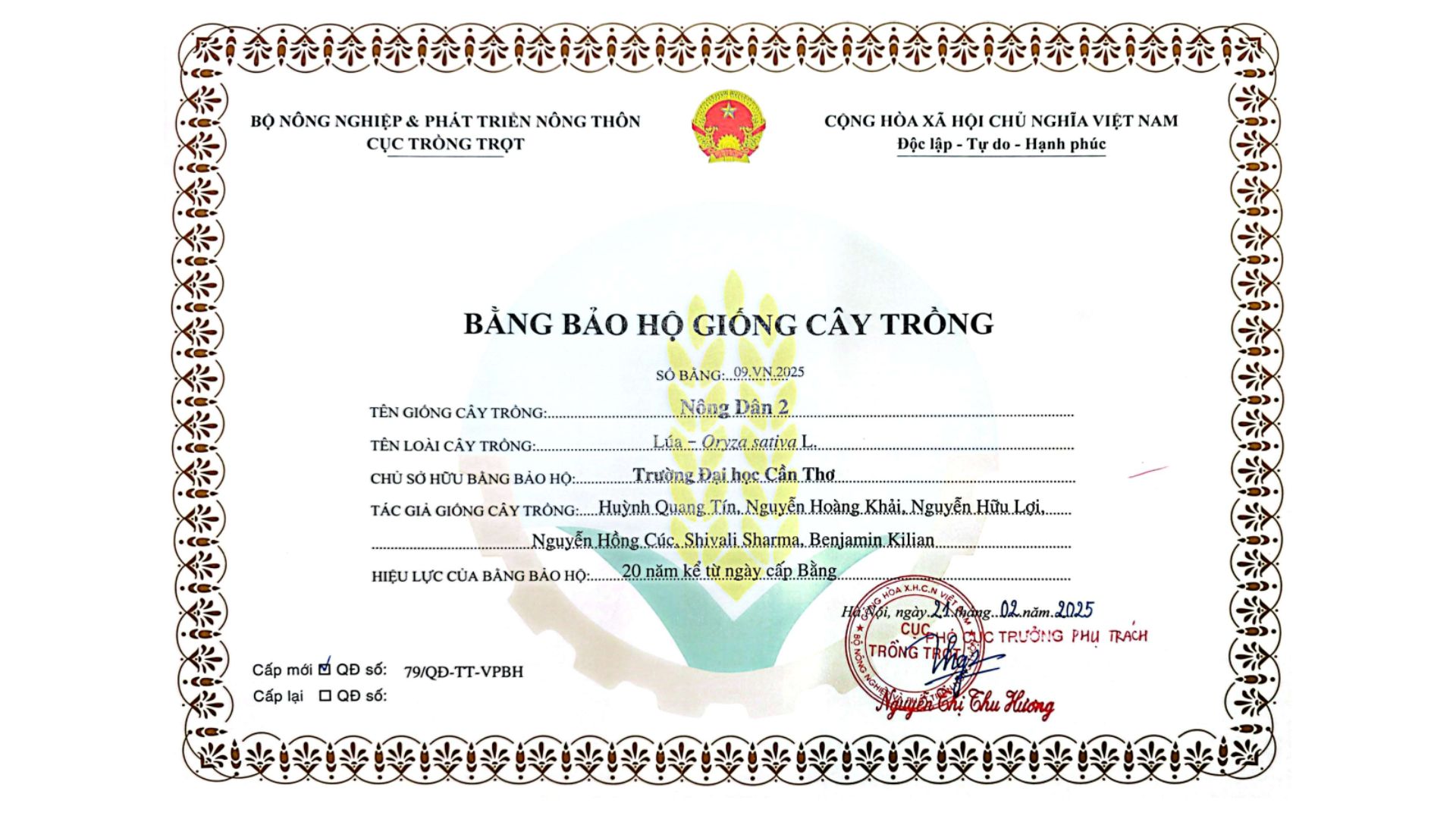 Giống lúa Nông Dân 2 của dubai88 Cần Thơ…